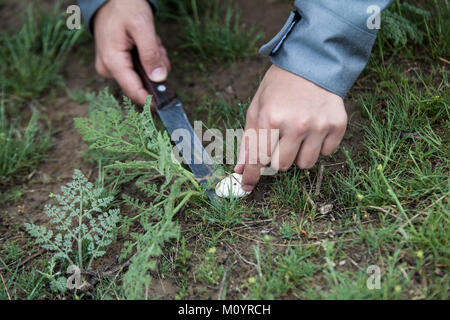 Menschen sammeln von Pilzen im Bereich Stockfoto