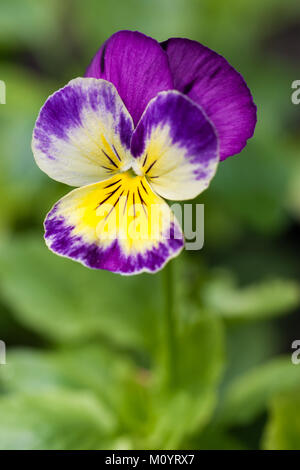 Nahaufnahme von stiefmütterchen Blume Blüte gelb-violett - makroaufnahme Stockfoto