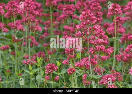 , Rote Spornblume Centranthus ruber, Baldrian, rot Baldrian, Bart des Jupiter, stirnrad Baldrian Stockfoto