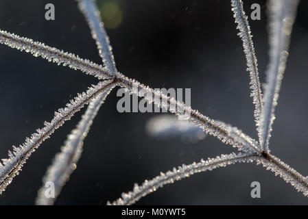 Gefrorene Gräser an einem kalten Wintermorgen Stockfoto