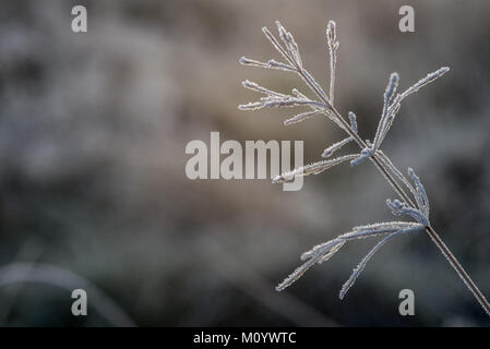 Gefrorene Gräser an einem kalten Wintermorgen Stockfoto