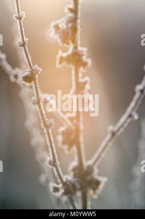 Gefrorene Gräser und Pflanzen auf einem eisigen Winter morgen Englisch Stockfoto