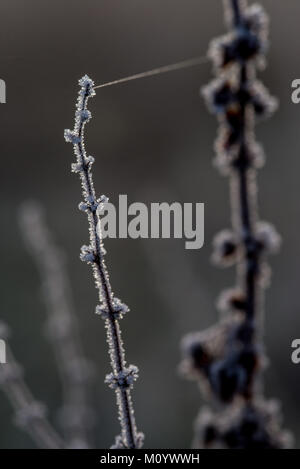 Gefrorene Gräser und Pflanzen auf einem eisigen Winter morgen Englisch Stockfoto