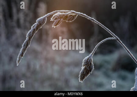 Gefrorene Gräser an einem kalten Wintermorgen Stockfoto