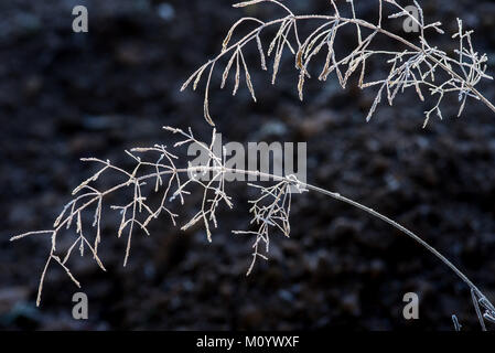 Gefrorene Gräser an einem kalten Wintermorgen Stockfoto