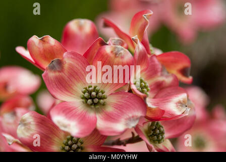 Cornus Florida f. Rubra - Östlicher Blumen Hartriegel Stockfoto