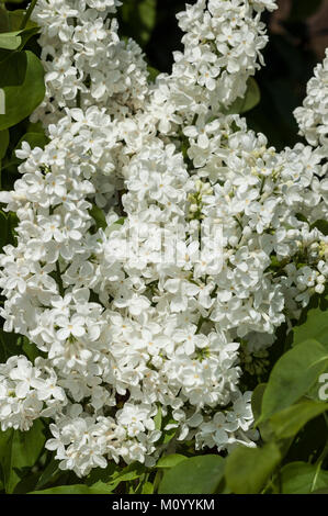 Syringa vulgaris 'Weiß' - Edelflieder Primrose Stockfoto