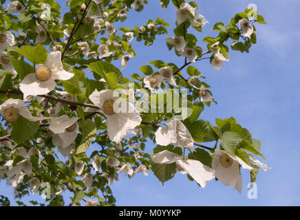 Baume involucrata - Taubenbaum Stockfoto