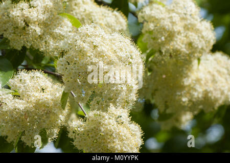 Viburnum lentago - Schafsbeere Stockfoto