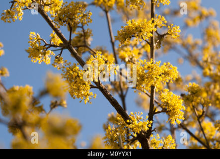 Kornelkirsche Cornus officinalis - Pfister Stockfoto