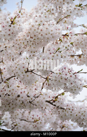 Yoshino-Kirsche, Tokyo-Kirsche, Prunus x yedoensis Stockfoto