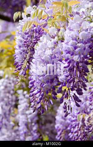 Wisteria sinensis - Chinesischer Blauregen Stockfoto