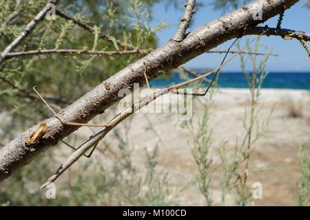 Insekt (Bacillus atticus atticus) der Griechischen Lebensräume an der Küste in eine Tamariske (Tamarix sp.) hinter einem Strand wachsenden Stick, in der Nähe von Astros, Griechenland. Stockfoto