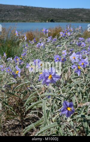 Decora Nachtschatten (Solanum elaeagnifolium) eine invasive Süd- und zentralamerikanische Arten, blühende in Küstengebieten, Buschland, Argolis, Griechenland. Stockfoto