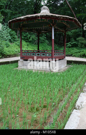 Südkorea: Reisfeld und Pavillon in der Verbotenen Garten Changdeokgung Palast in Seoul | Verwendung weltweit Stockfoto