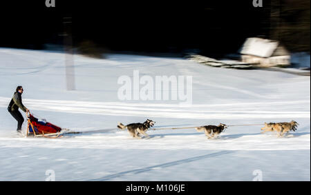 Destne v Orlickych horach, Tschechien, am 25. Januar 2018. Ein Hundeschlitten in Aktion während der 22 Jahre der "edivackuv lange "Extreme Race in Destne v Orlickych horach, Tschechien, am 25. Januar 2018. Das Rennen endet am 27. Januar. (CTK Photo/David Tanecek) Quelle: CTK/Alamy leben Nachrichten Stockfoto