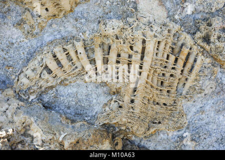 September 24, 2017 - Marsa Alam, Ägypten - Coral fossilen Textur Hintergrund (Bild: © Andrey Nekrasov/ZUMA Draht/ZUMAPRESS.com) Stockfoto