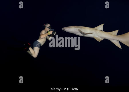 Indischer Ozean, Malediven. 5. Sep 2017. Unterwasser Fotograf nimmt ein Tawny Ammenhaie Credit: Andrey Nekrasov/ZUMA Draht/ZUMAPRESS.com/Alamy leben Nachrichten Stockfoto