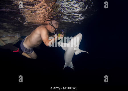 Indischer Ozean, Malediven. 5. Sep 2017. Unterwasser Fotograf nimmt ein Tawny Ammenhaie Credit: Andrey Nekrasov/ZUMA Draht/ZUMAPRESS.com/Alamy leben Nachrichten Stockfoto