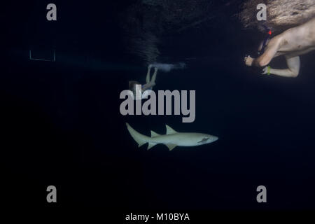 Indischer Ozean, Malediven. 5. Sep 2017. Unterwasser Fotograf nimmt ein Modell mit Tawny Ammenhaie Credit: Andrey Nekrasov/ZUMA Draht/ZUMAPRESS.com/Alamy leben Nachrichten Stockfoto