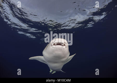 Indischer Ozean, Malediven. 6. Sep 2017. Tawny Ammenhaie (Nebrius Art) schwimmt unter der Oberfläche des Wassers Credit: Andrey Nekrasov/ZUMA Draht/ZUMAPRESS.com/Alamy leben Nachrichten Stockfoto