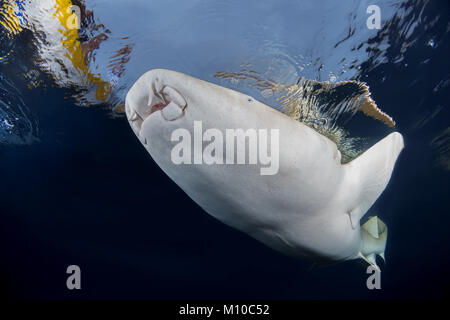 Indischer Ozean, Malediven. 6. Sep 2017. Tawny Ammenhaie (Nebrius Art) schwimmt unter der Oberfläche des Wassers Credit: Andrey Nekrasov/ZUMA Draht/ZUMAPRESS.com/Alamy leben Nachrichten Stockfoto