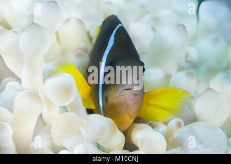 Das rote Meer, Dahab, Ägypten. 14 Nov, 2017. Rotes Meer Anemonenfischen oder Threebanded Anemonenfischen (Amphiprion bicinctus) versteckt sich in Weiß (Albinismus) Bubble anemone Credit: Andrey Nekrasov/ZUMA Draht/ZUMAPRESS.com/Alamy leben Nachrichten Stockfoto