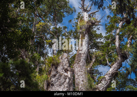 Tane Mahuta: älteste Baum im Waipoua Kauri Forest, Neuseeland Stockfoto