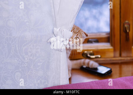 Eine niedliche kleine rote Kätzchen versteckt sich hinter einem Vorhang auf der Fensterbank. Stockfoto