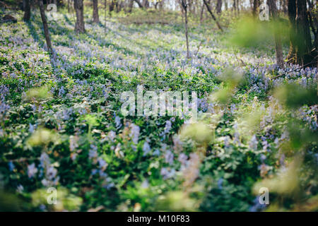 Schönen violetten Blüten in das zweimal jährlich erscheinende Mode-Special Wald Stockfoto