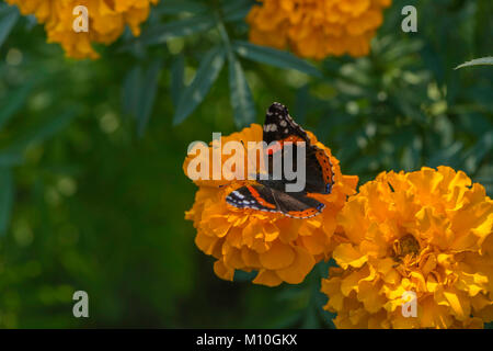 Red Admiral Schmetterling auf Blumen im Garten Stockfoto