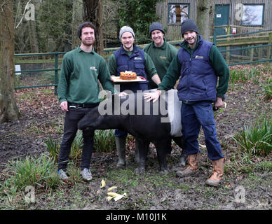 Malayan Tapir, Kingut, mit seinem Pfleger, als er seinen 40. Geburtstag feiert in seinem Gehäuse am Port Lympne finden in der Nähe von Ashford, Kent. Stockfoto