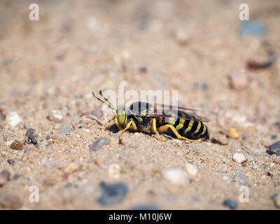 Bembix rostrata im Sand. Porträt eines sand Wasp Stockfoto