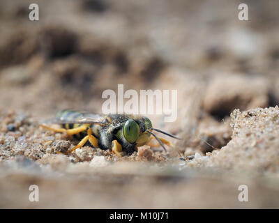 Bembix rostrata im Sand. Porträt eines sand Wasp Stockfoto