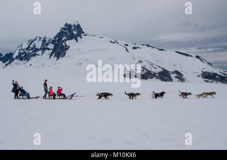 Touristische Abenteuer suchen Sled Dog nehmen Fahrt auf Mendenhall Gletscher, Juneau, Alaska. Stockfoto