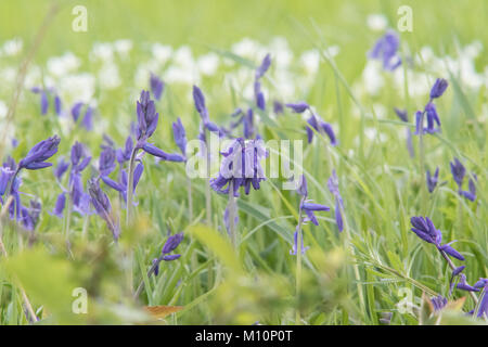 Schöner Frühling bluebells auf Feld Grenze in Lingfield Surrey Stockfoto