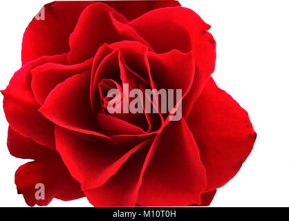Rote Rose isoliert auf weißem Hintergrund. Stockfoto