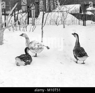 Drei Gänse im Schnee im Winter bewölkten Tag in Schwarz und Weiß Stockfoto