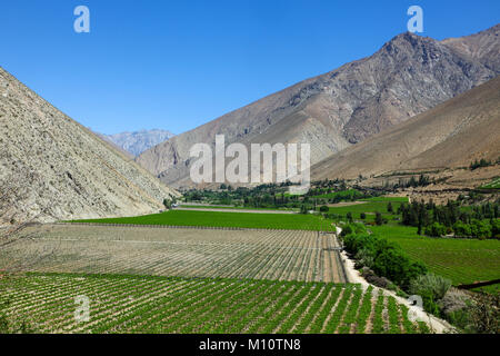 Vikunja oder Vicuña-a (Chile): Reben im Elqui-tal, große Region Wein aus Chile und Pisco Stockfoto