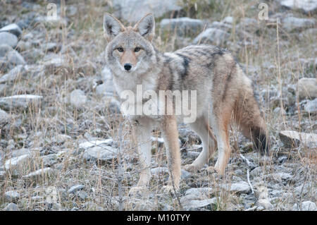 Kojote (Canis yogiebeer) entlang der Smith Dorrien Trail im Banff National Park, Alberta Stockfoto