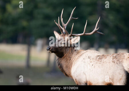 Wapiti (Cervus canadensis) Hirsch in Banff National Park, Alberta Stockfoto
