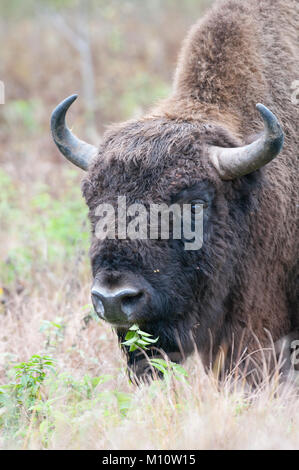 Stier Wisent (Bison bonasus) grasen auf einer Wiese im Wald von Białowieża, Polen Stockfoto