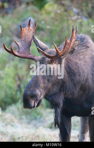 Stier Elch (Alces alces) in Bella Coola, British Columbia. Stockfoto