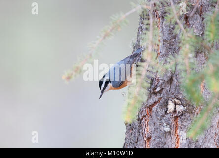 Red-breasted Kleiber (Sitta canadensis) klettern auf einen Baum in Jasper National Park, Alberta Stockfoto