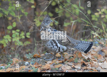 Weibliche Spruce Grouse (Falcipennis canadensis) entlang der Columbia Valley, British Columbia Stockfoto