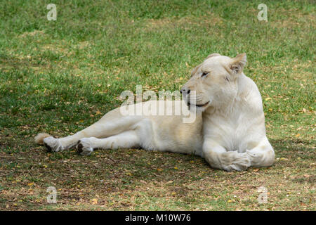 Nahaufnahme einer seltenen weiblichen weißen Afrikanische Löwin (Panthera leo) Entspannung in einem Wildlife Sanctuary in Südafrika Stockfoto