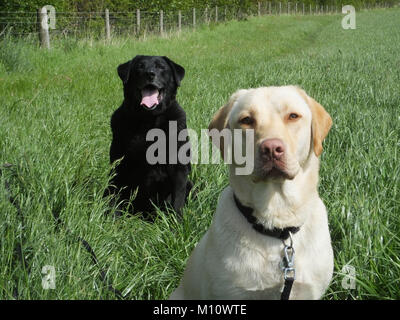 Schöne Schwarz-Golden Labrador Portrait starrte auf Kamera, sitzen in einem Feld Stockfoto