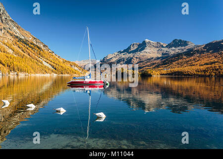 Herbst Laub Farbe in der Lärchen und ein Segelboot in See Sils im Engadin, Graubuden, Schweiz, Europa wider. Stockfoto