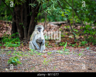 Weiblicher Vervet-Affe (Chlorocebus pygerythrus) mit Jungen im VELDT in Simbabwe, Afrika Stockfoto