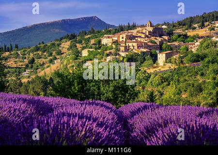 Blühende lavendel Feld in Aurel Bergdorf, Sault en Vaucluse, Provence, Frankreich Stockfoto